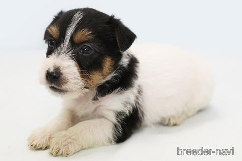 成約済の神奈川県のジャックラッセルテリア-170162の2枚目